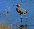 _MG_2037 reddish egret.jpg