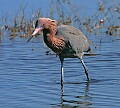 _MG_2078 reddish egret.jpg