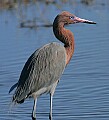 _MG_2111 reddish egret.jpg