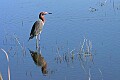 _MG_2193 reddish egret.jpg