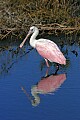 _MG_2261 roseate spoonbill reflection.jpg