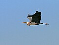 _MG_2395 great blue heron flying.jpg