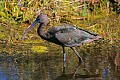 _MG_2430 glossy ibis.jpg