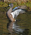 _MG_2447 blue winged teal.jpg