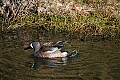 _MG_2450 blue winged teal.jpg