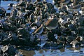 _MG_2524 birds and clams.jpg