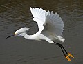 Florida 2006 058 snowy egret flying.jpg