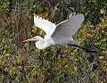 Florida 2006 086 great white egret.jpg