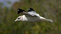 Florida 2006 120 gull in flight'.jpg