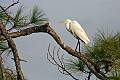 Florida 2006 162 great white egret in tree.jpg