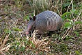 Florida 2006 201 armadillo.jpg