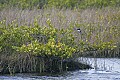 Florida 2006 209 belted kingfisher.jpg