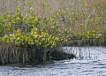 Florida 2006 213 belted kingfisher.jpg