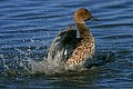 Florida 2006 233 female duck bathing.jpg