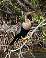 Florida 2006 251 anhinga in breeding plumage.jpg