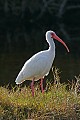 Florida 2006 276 white ibis.jpg