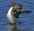 Florida 2006 281 blue winged teal stretching.jpg