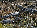 Florida 2006 307 small alligators.jpg