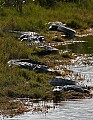 Florida 2006 313 five large alligators.jpg