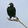 Florida 2006 340 black vulture.jpg