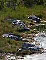 Florida 2006 343 Playlinda Gators.jpg