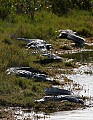 Florida 2006 347 five gators].jpg