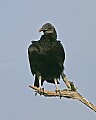 Florida 2006 348 black vulture.jpg