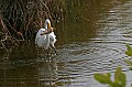 Florida 2006 387 great white heron with fish.jpg