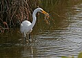 Florida 2006 388 great white heron with fish.jpg