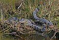 Florida 2006 415 three alligators.jpg