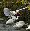Florida 2006 437 white ibis landing.jpg