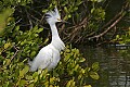 Florida 2006 438 snowy egrets breeding plummage.jpg