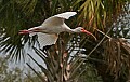 Florida 2006 490 white ibis flying.jpg