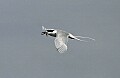 Florida 2006 526 tern with fish.jpg