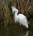 Florida 2006 532 snowy egret breeding plumage.jpg