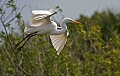Florida 2006 644 great white egret flying.jpg