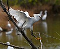 Florida 2006 669 snowy egret landing on branch.jpg