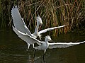 Florida 2006 687 snowy egrets fighting.jpg