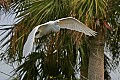Florida 2006 709 great white heron.jpg