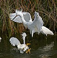 Florida 2006 720 great snowy egrets fighting.jpg