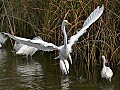 Florida 2006 735 great white egret.jpg