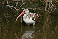 Florida 2006 764 immature white ibis.jpg