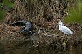 Florida 2006 778 alligator and snowy egret.jpg