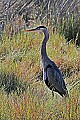 146_4637 great blue heron.jpg