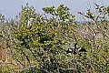 150_5095 great blue heron and anhinga sunning.jpg