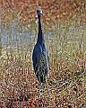 151_5139 reddish egret.jpg