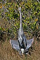 152_5240 great blue heron.jpg