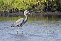 155_5547 great blue heron.jpg