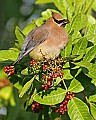 159_5918 cedar waxwing.jpg