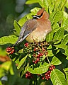 159_5957 cedar waxwing.jpg